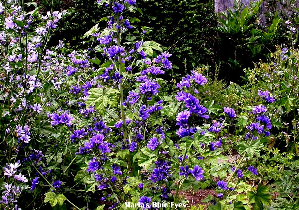 Malva sylvestris 'Maria's Blue Eyes'