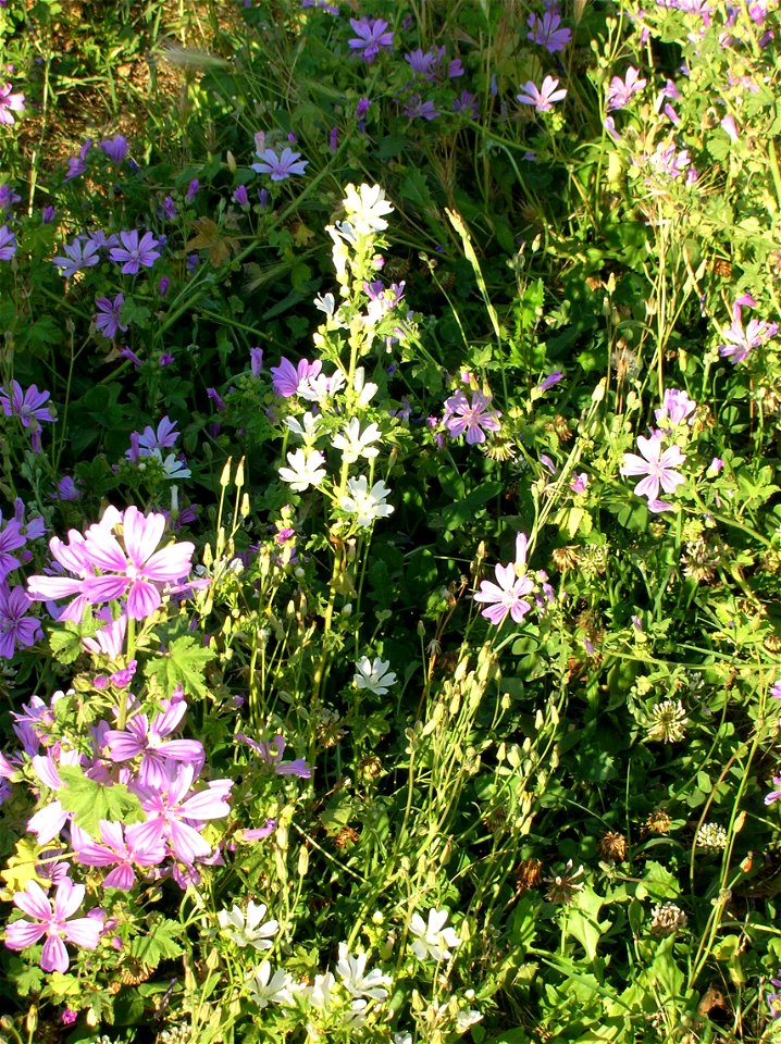 Villa de Sanctis Roma Unidentified Malva and Malva Sylvestris