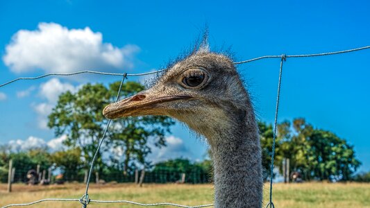 Animal bill flightless bird