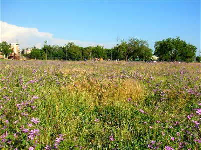 Villa de Sanctis Roma campo di Malva photo