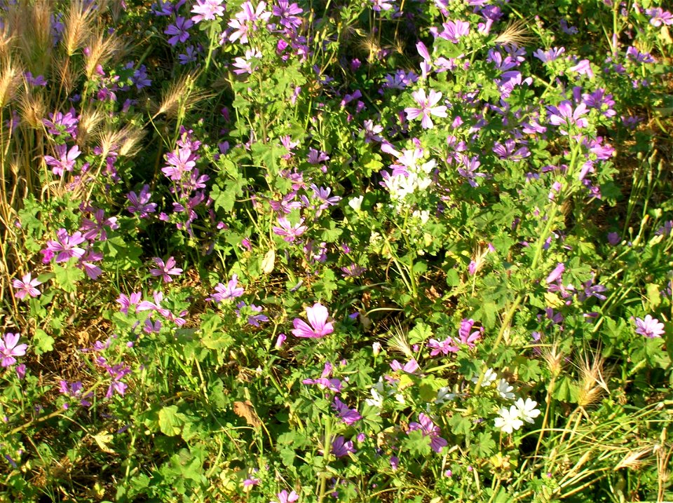 Malva Sylvestris and Unidentified Malva in Villa de Sanctis - Park of Rome