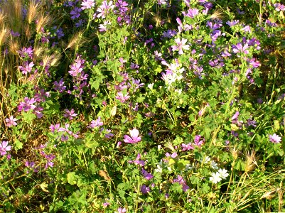 Malva Sylvestris and Unidentified Malva in Villa de Sanctis - Park of Rome photo