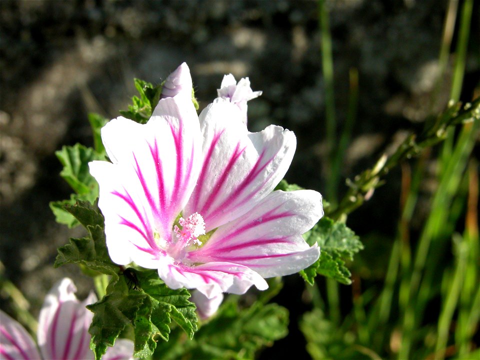Eine Wilde Malve (Malva sylvestris)