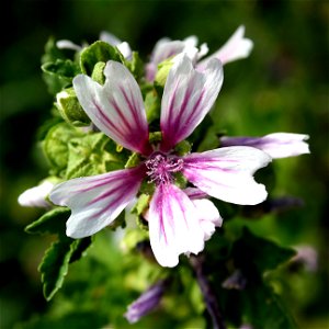 The image of a zebra mallow flower photo