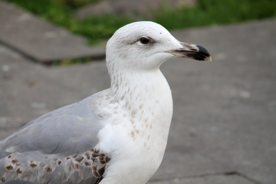 Wildlife seagulls animal