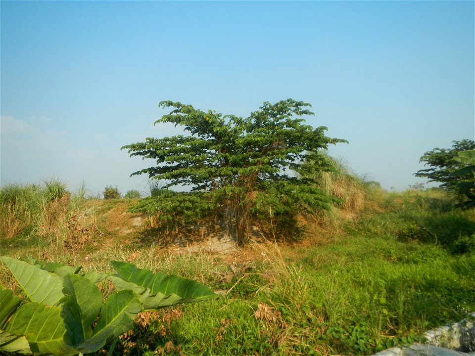 Capihan San Rafael, Bulacan