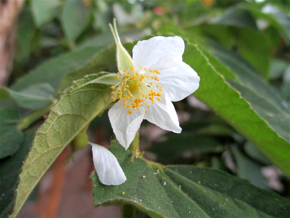 Flower of Jamaican cherry (Muntingia calabura) in Ereke, Buton Island, Southeast Sulawesi, Indonesia