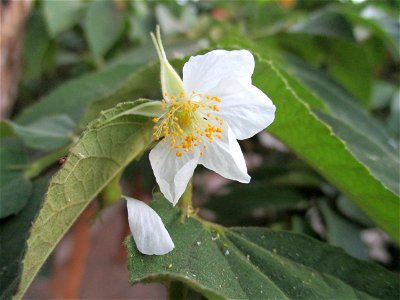 Flower of Jamaican cherry (Muntingia calabura) in Ereke, Buton Island, Southeast Sulawesi, Indonesia