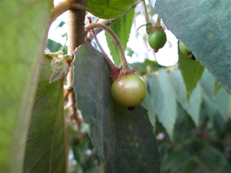 Unripe fruit of Jamaican cherry (Muntingia calabura) in Ereke, Buton Island, Southeast Sulawesi, Indonesia