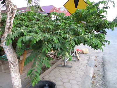 Jamaican cherry tree (Muntingia calabura) gorwing in a house yard in the town of Ereke, Buton Island, Southeast Sulawesi, Indonesia