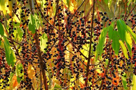 Branches foliage nature