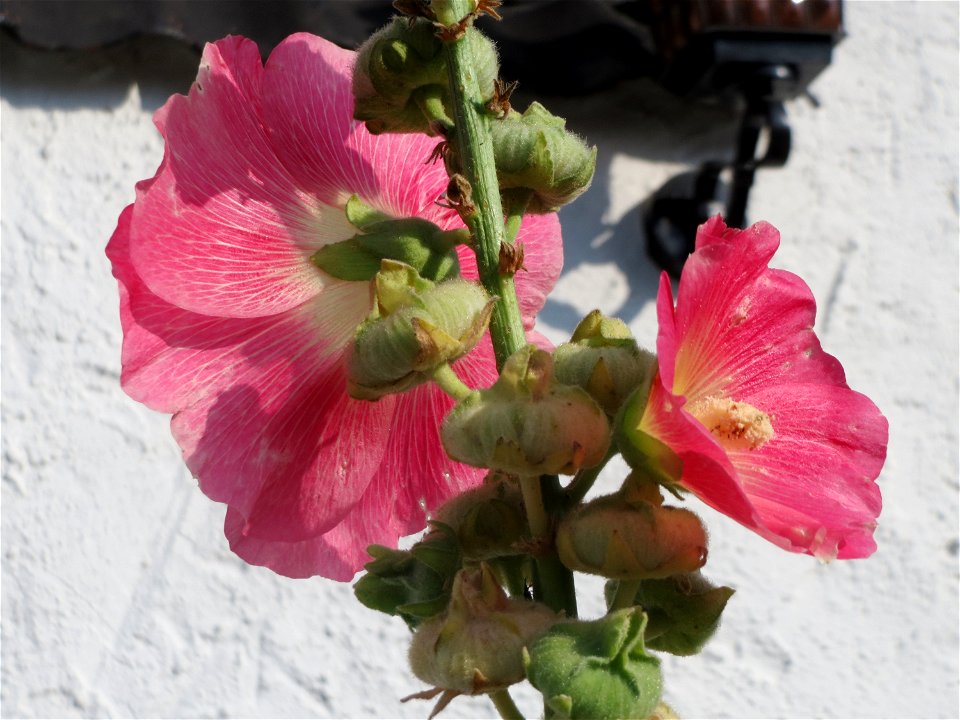 Stockrose (Alcea rosea) in Schalkenmehren photo