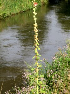 Stockrose (Alcea rosea) am Kraichbach in Hockenheim