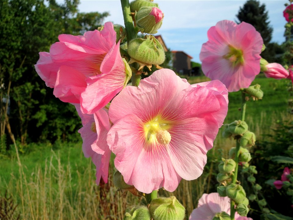 Stockrose (Alcea rosea) in Schalkenmehren photo