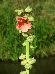 ausgewilderte Stockrose (Alcea rosea) am Kraichbach in Hockenheim - trotz des Namens kein Rosen- sondern ein Malvenbewächs photo