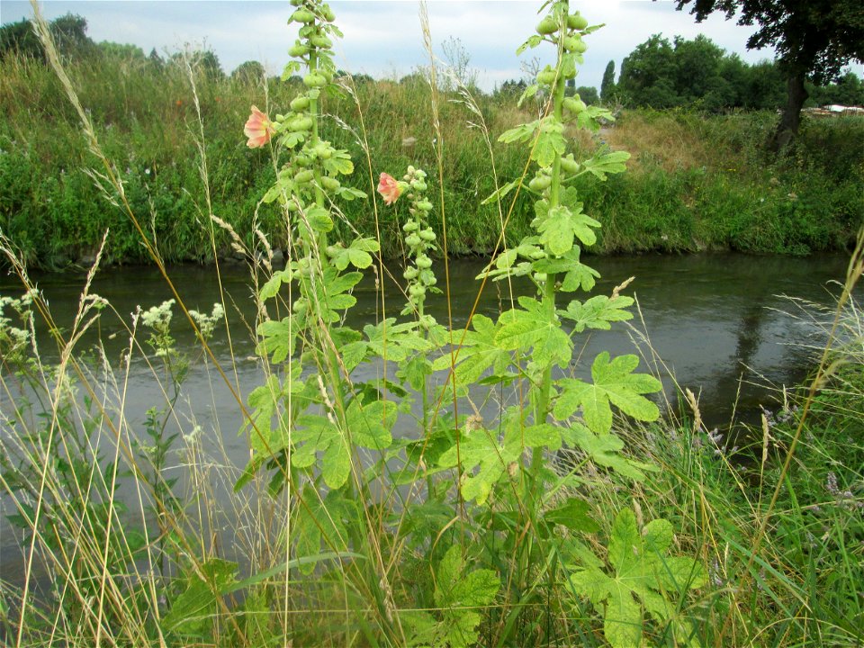 Ausgewilderte Stockrose (Alcea rosea) am Kraichbach in Hockenheim