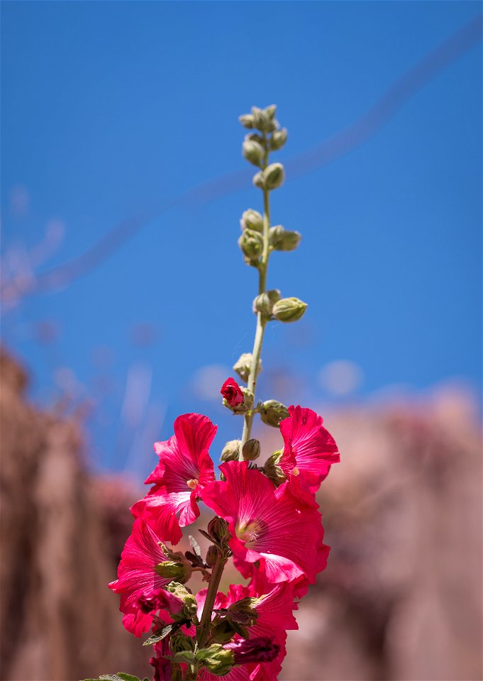 Alcea rosea or common hollyhock
Lens: Samyang  rokinon MF 135mm 135 2.0 ED UMC 

 Free to use anywhere.

_____________________
instagram.com/bjorne_ek   

my instagram pictures are not free to use