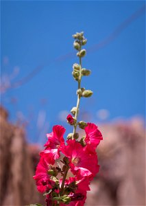 Alcea rosea or common hollyhock Lens: Samyang rokinon MF 135mm 135 2.0 ED UMC Free to use anywhere. _____________________ instagram.com/bjorne_ek my instagram pictures are not free to use photo