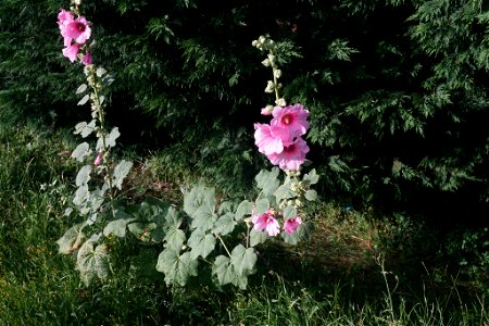 Hollyhock (Alcea rosea) photo