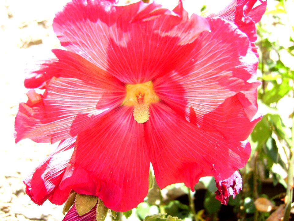 Althaea rosea, red flower photo