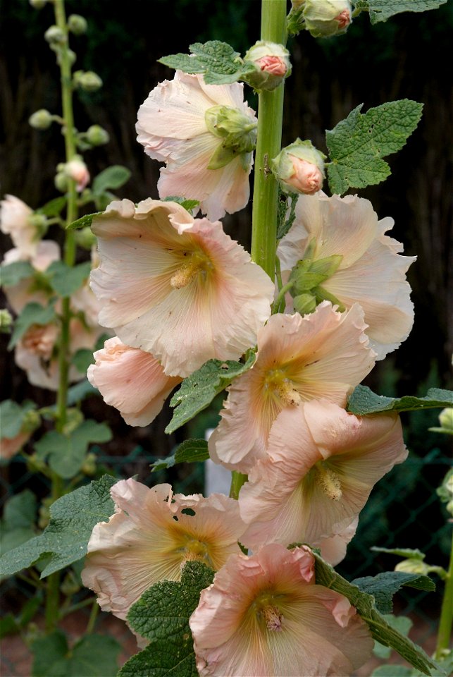 Hollyhock photo