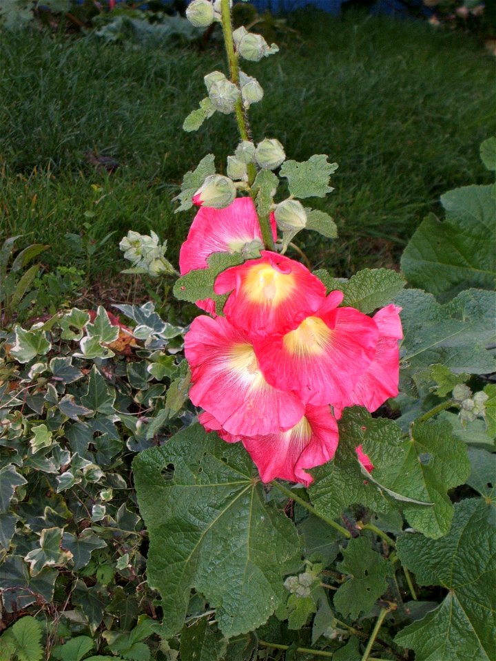 Hollyhock photo