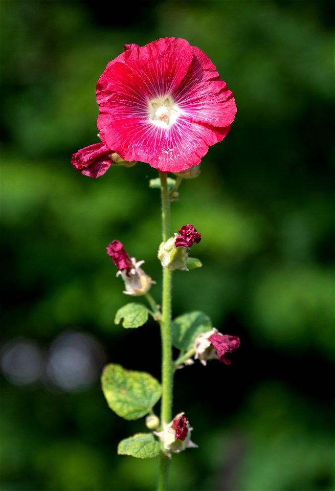 Jardin botanique Roger-Van den Hende, is a 6-hectare botanical garden managed by Laval University in Quebec, Canada.