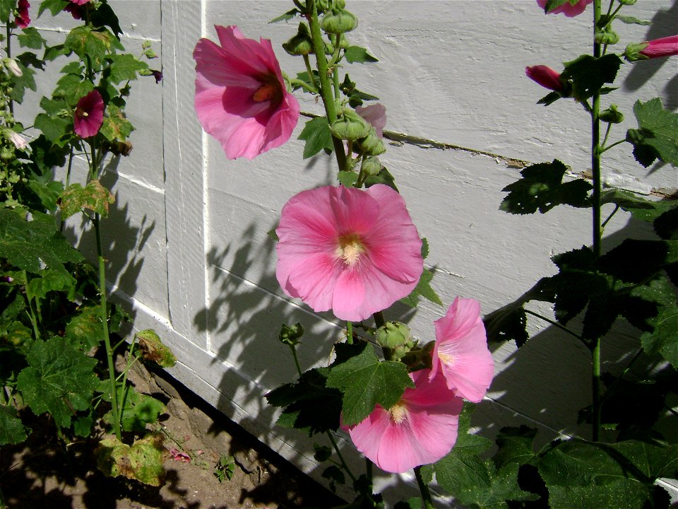 Flowers of Poland, Sierpc. Museum of the Mazovian Countryside