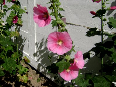 Flowers of Poland, Sierpc. Museum of the Mazovian Countryside photo