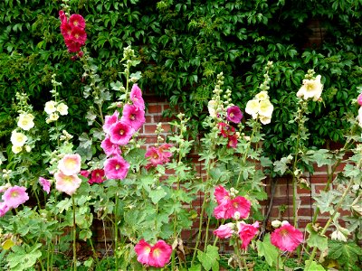 Roses trémières. photo
