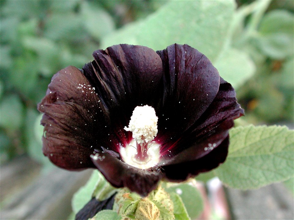 Alcea rosea, Schwarze Stockmalve, Detail einer Blüte