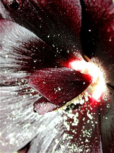 Alcea rosea, Schwarze Stockmalve, Detail einer Blüte