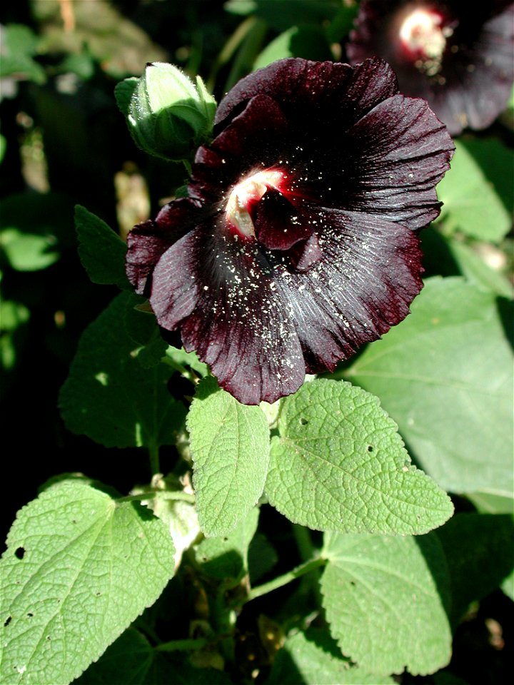 Alcea rosea, Schwarze Stockmalve, Blüte und Blätter
