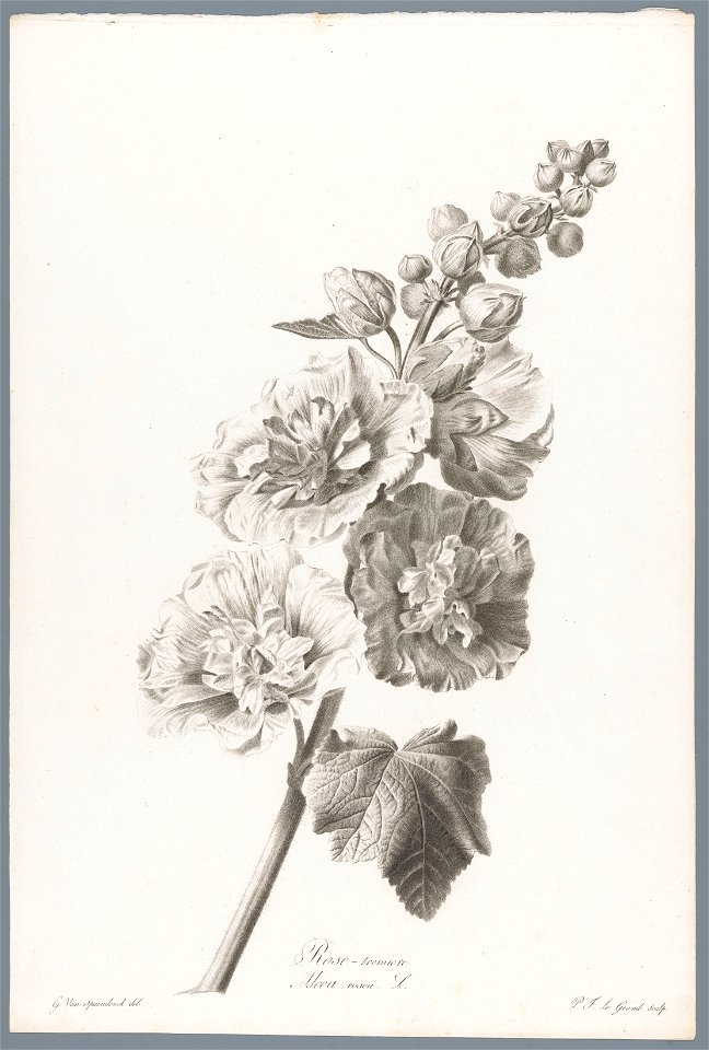 IdentificatieTitel(s): StokroosRose-tremiere / Alcea rosea L. (titel op object)Fleurs dessinées d'après nature (...) (serietitel)Objecttype: prent ornamentprent Objectnummer: RP-P-1909-4220Opschriften
