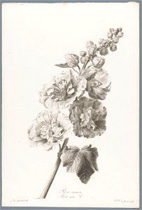 IdentificatieTitel(s): StokroosRose-tremiere / Alcea rosea L. (titel op object)Fleurs dessinées d'après nature (...) (serietitel)Objecttype: prent ornamentprent Objectnummer: RP-P-1909-4220Opschriften photo