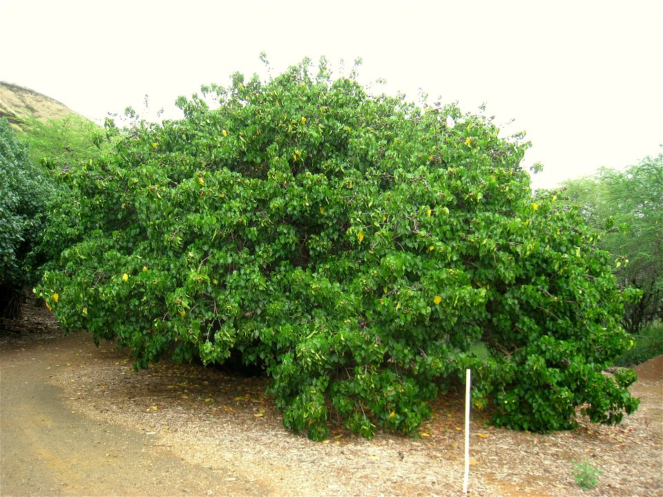Thespesia populnea in the Koko Crater Botanical Garden, Honolulu, Hawaii, USA.