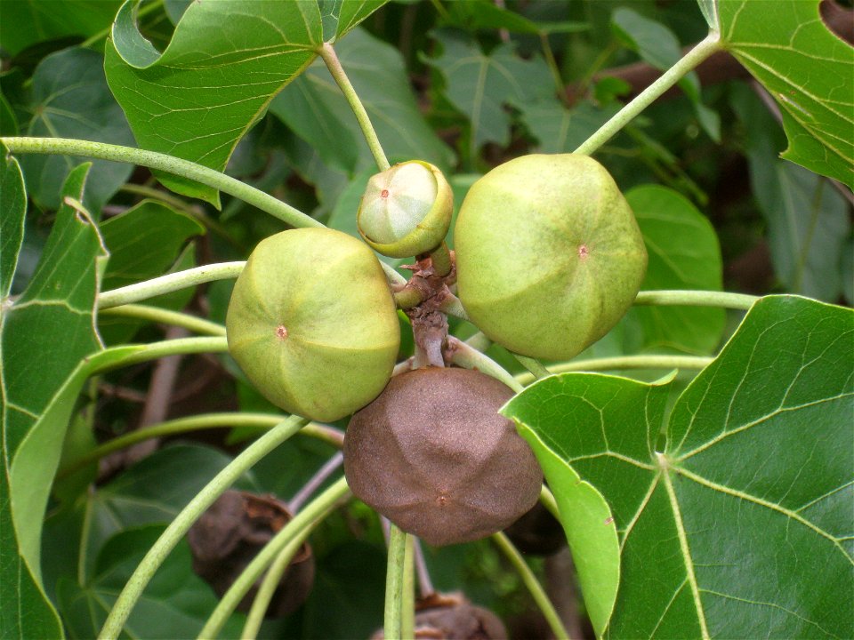 Thespesia populnea in the Koko Crater Botanical Garden, Honolulu, Hawaii, USA.