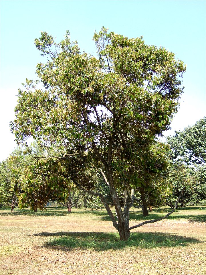 Durian tree, Taman Wisata Mekar Sari, West Java, Indonesia