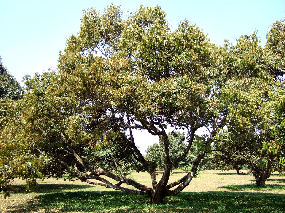 Durian tree, Taman Wisata Mekar Sari, West Java, Indonesia