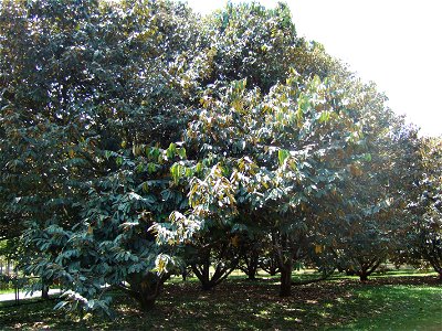 Durian tree, Taman Wisata Mekar Sari, West Java, Indonesia photo