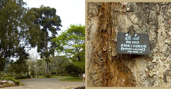 Large tree of Durio zibethinus in the botanic garden at Peradenia, a suburb of Kandy (Sri Lanka). Camera location7° 16′ 09.85″ N, 80° 35′ 48.94″ E View this and ot photo