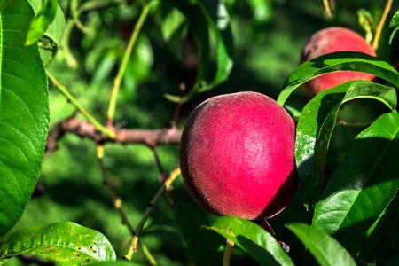 Mature juicy healthy
