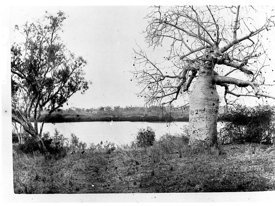 Boab tree marked by Gregory's party in 1856 - Northern Territory (Roper River) (Gregory Baobab)
