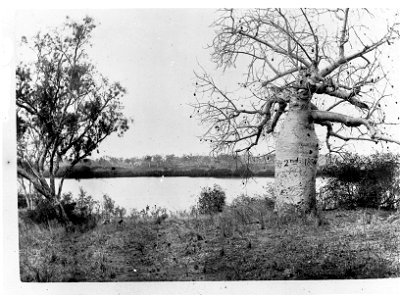Boab tree marked by Gregory's party in 1856 - Northern Territory (Roper River) (Gregory Baobab)