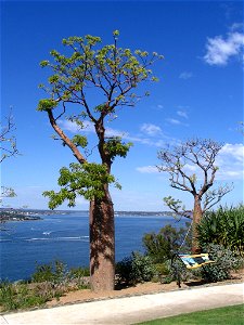Boab trees in front of overlook on Swans River from Kings Park, Perth, Australia.