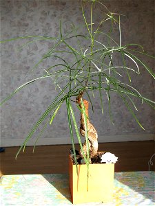 Brachychiton (rupestris ?) bonsai. Aged 10 years app. Bought 6 years ago.