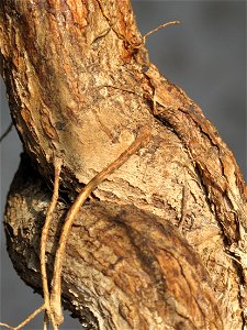 Bark of Brachychiton bonsai (rupestris ?). Aged 10 years app. Bought 6 years ago.