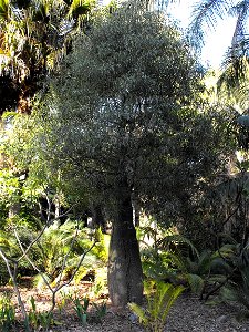 Brachychiton rupestris at the San Diego Zoo, California, USA. Identified by sign.