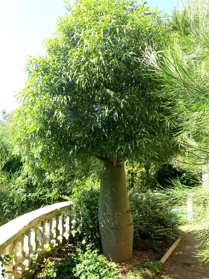 Brachychiton rupestris (?) in parc Gonzalez in Bormes-les-Mimosas (Var, France).