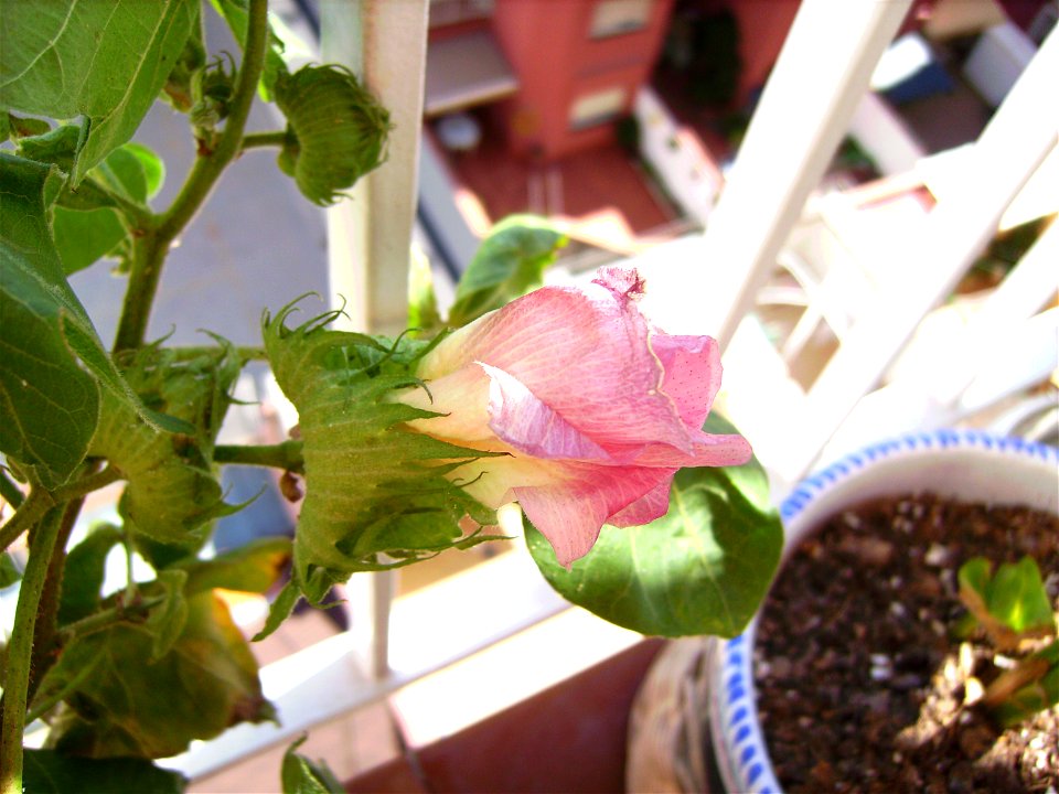 Gossypium hirsutum (cotton species) flower growing in a pot in Barcelona
